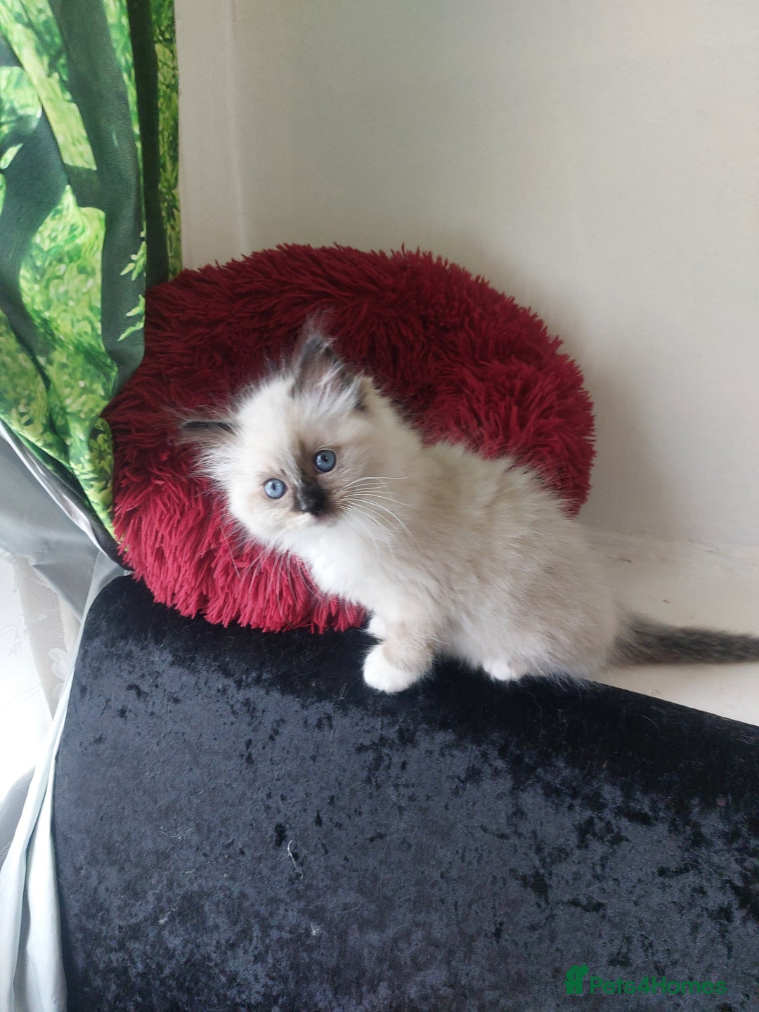 Ragdoll cats for sale: The most beautiful and adorable Ragdoll kittens  - Image 33