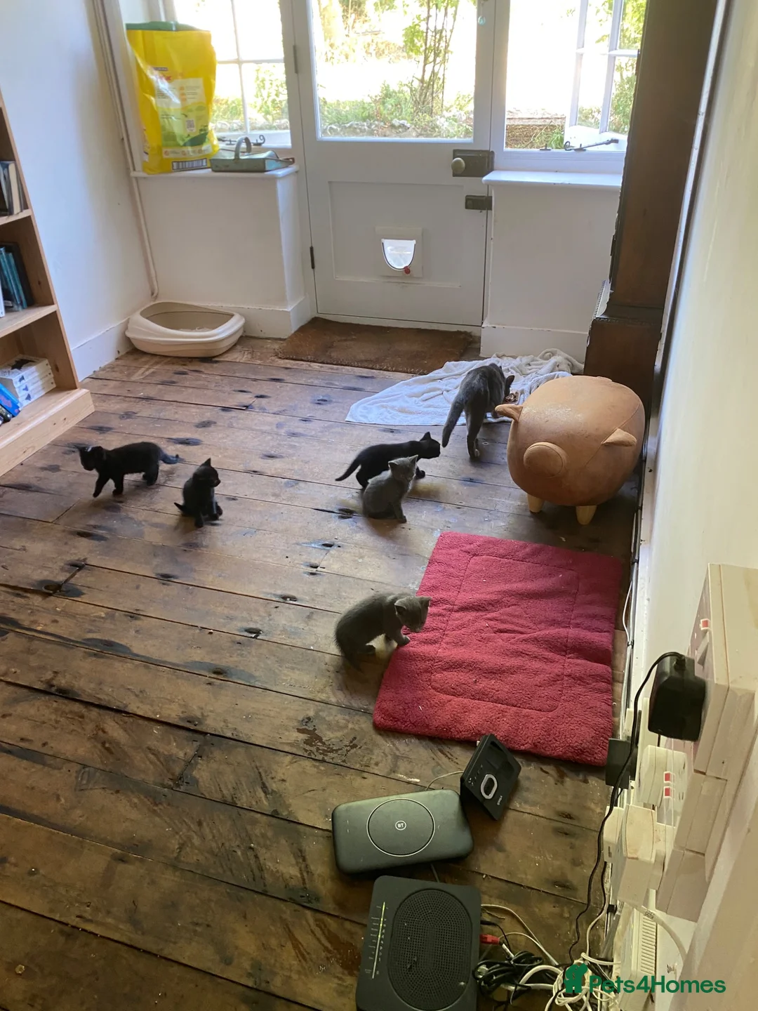 Mixed Breed cats for sale: Gorgeous Silver and Black Tabbies Ready Now.  - Advert 11