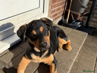 Rottweiler dogs Last 3 puppies of litter - Advert 2