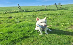 German Shepherd dogs for sale: White german sheperd  - Image 2