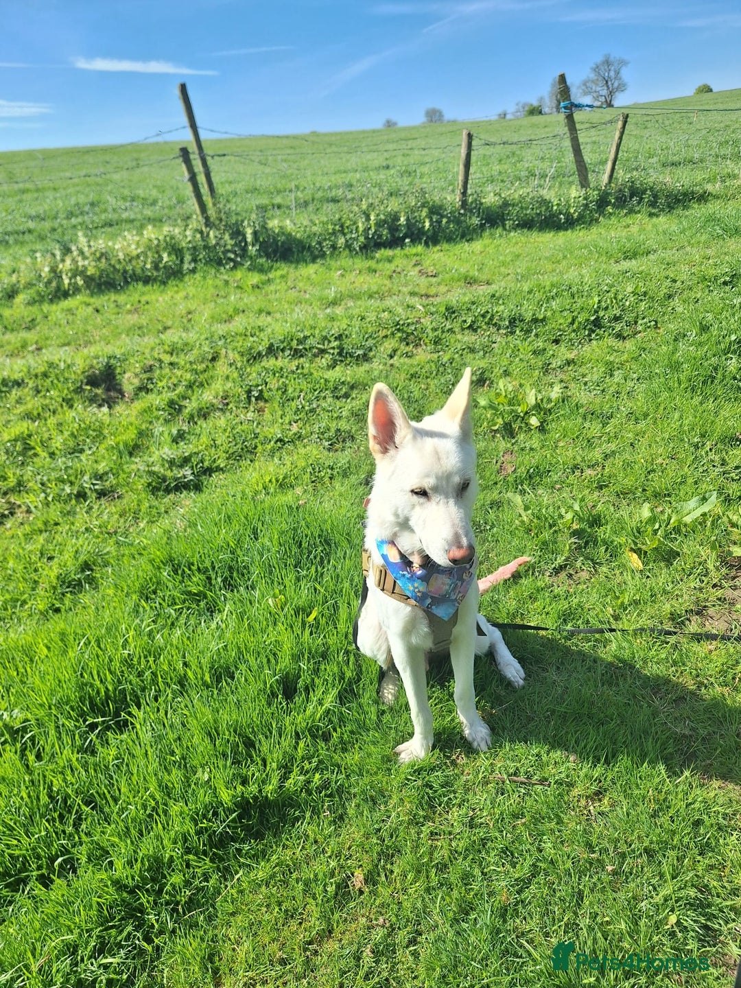 German Shepherd dogs for sale: White german sheperd  - Image 2