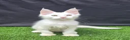Maine Coon cats for sale: Ready now-Tica Maine Coon Kittens  - Advert 7