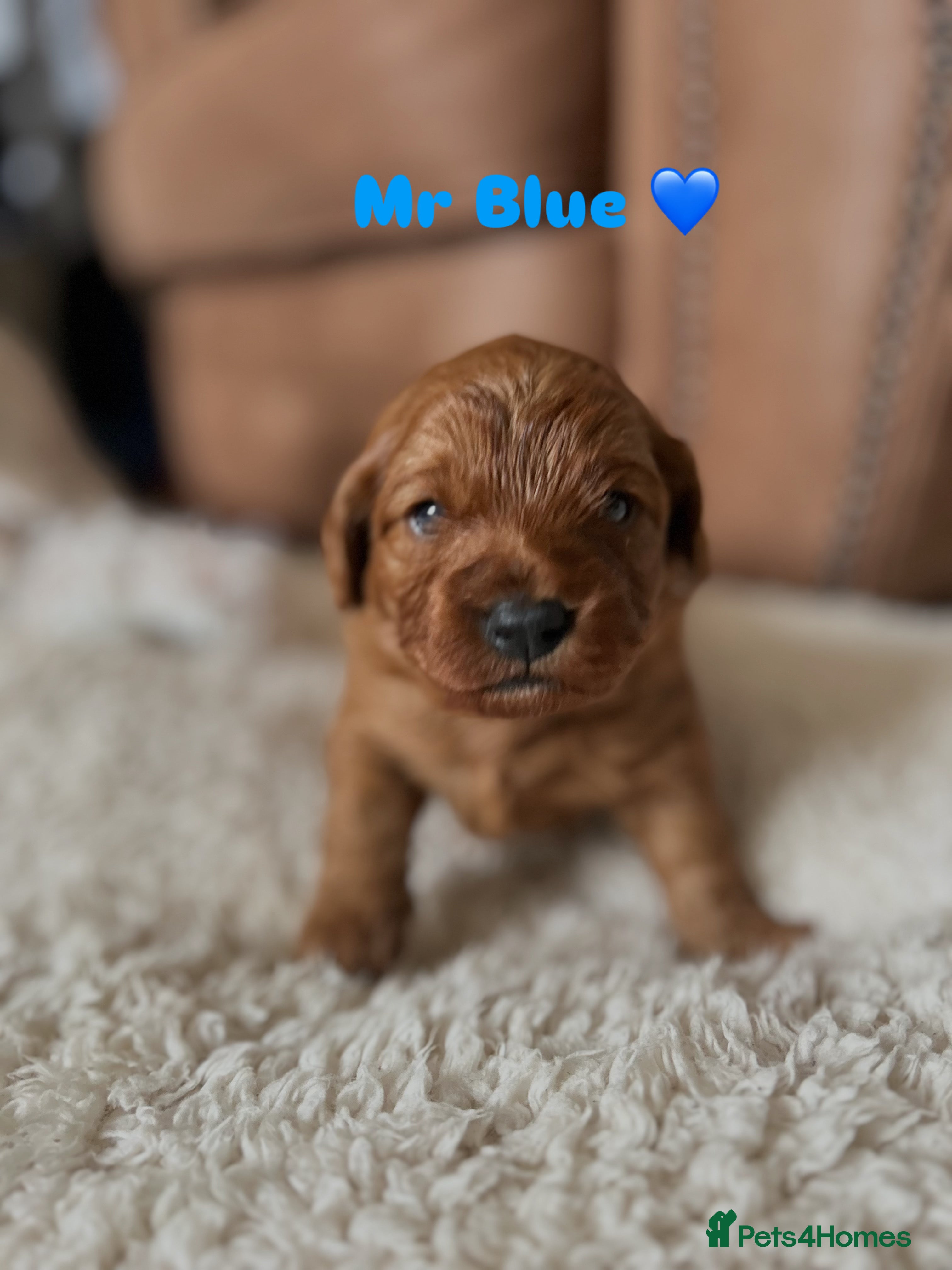 Cavapoo dogs 🐾 Adorable Health-Checked, Cavapoo Puppies 🐶  - Advert 6