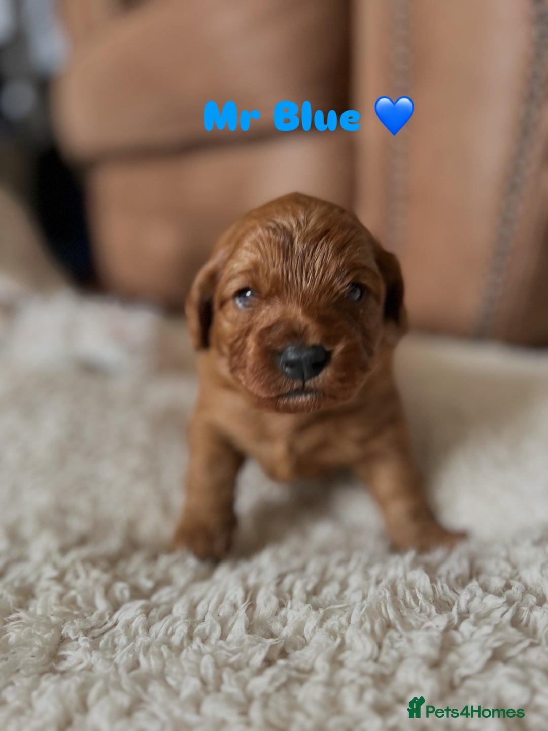 Cavapoo dogs for sale: 🐾 Adorable Health-Checked, Cavapoo Puppies 🐶  - Advert 1