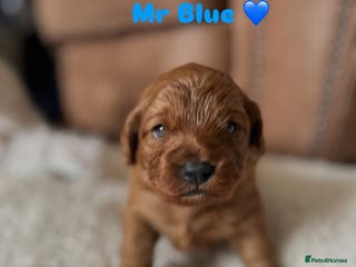 Cavapoo dogs 🐾 Adorable Health-Checked, Cavapoo Puppies 🐶 - Advert 15