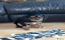 Cavalier King Charles Spaniel dogs for sale: Beautiful kc king charles pup for sale - Image 3