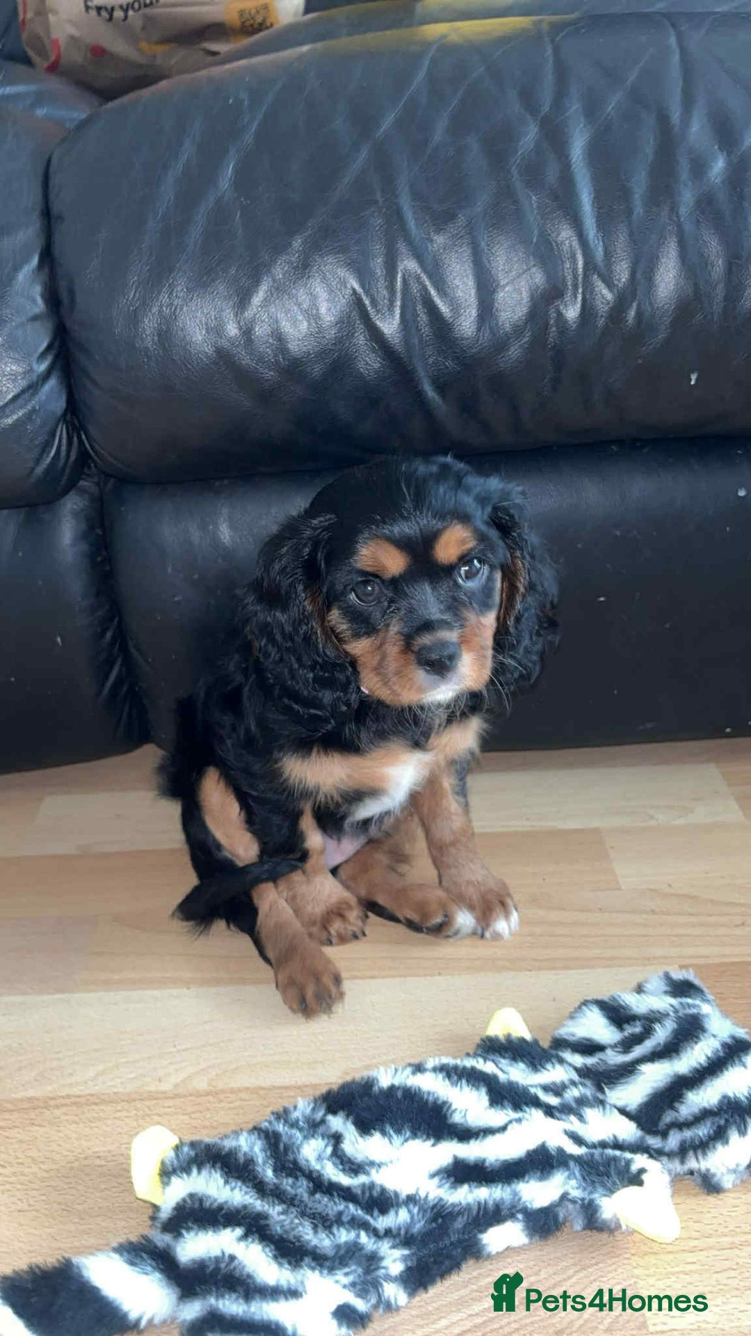 Cavalier King Charles Spaniel dogs for sale: Beautiful kc king charles pup for sale - Image 3
