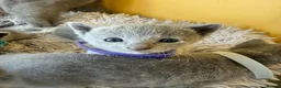 Russian Blue cats for sale: TICA REGISTERED Pure Breed Russian Blue Kittens - Advert 7