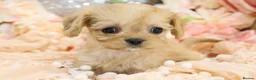 Cavapoo dogs for sale: Health Tested Cavapoo Puppies - Advert 29