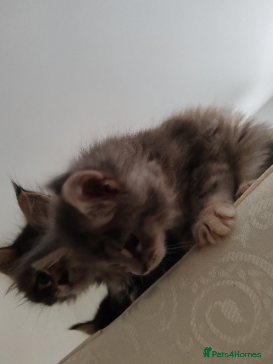 Maine Coon cats for sale: Maine coon kittens  - Advert 7