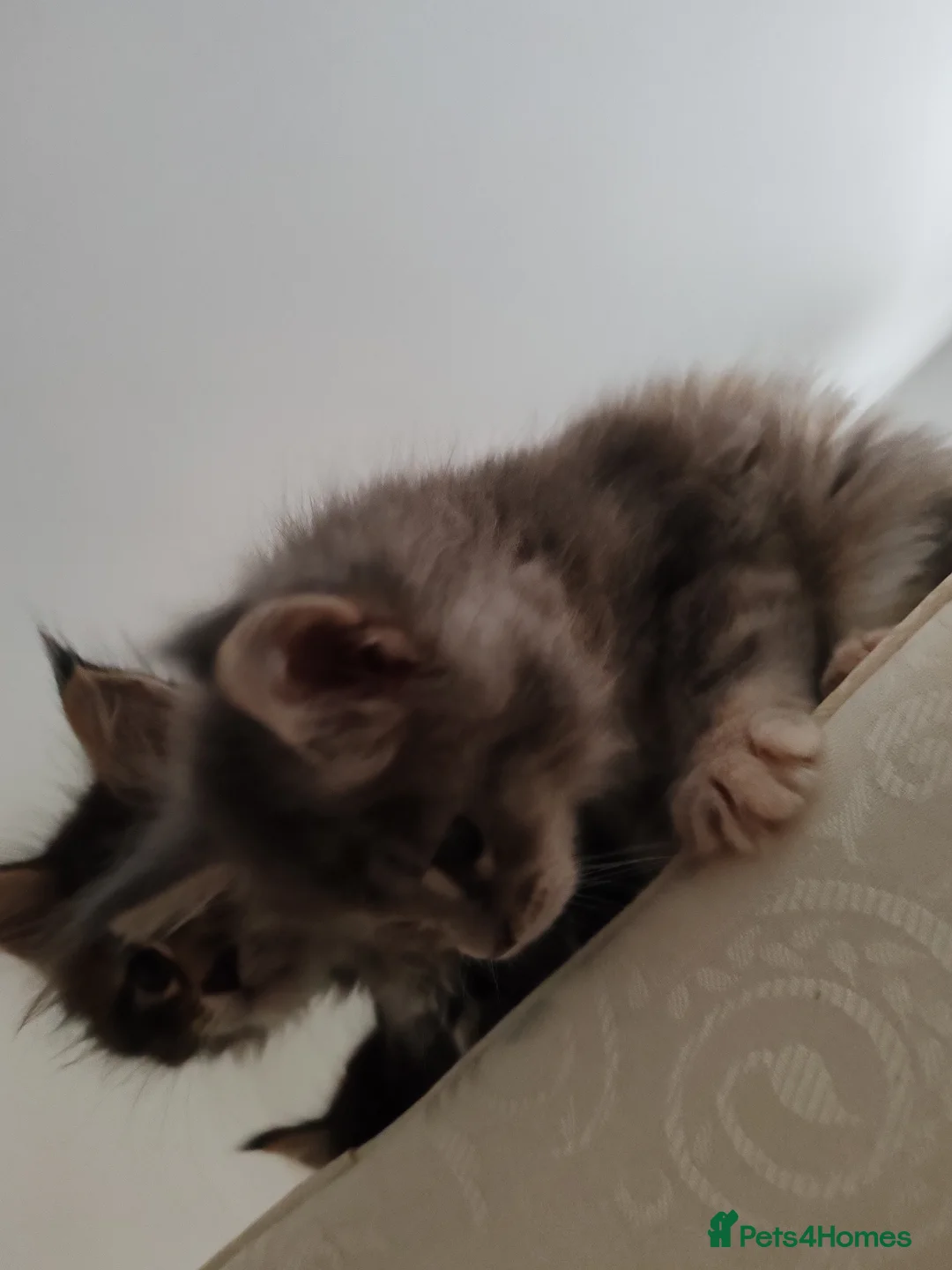 Maine Coon cats for sale: Maine coon kittens  - Advert 7