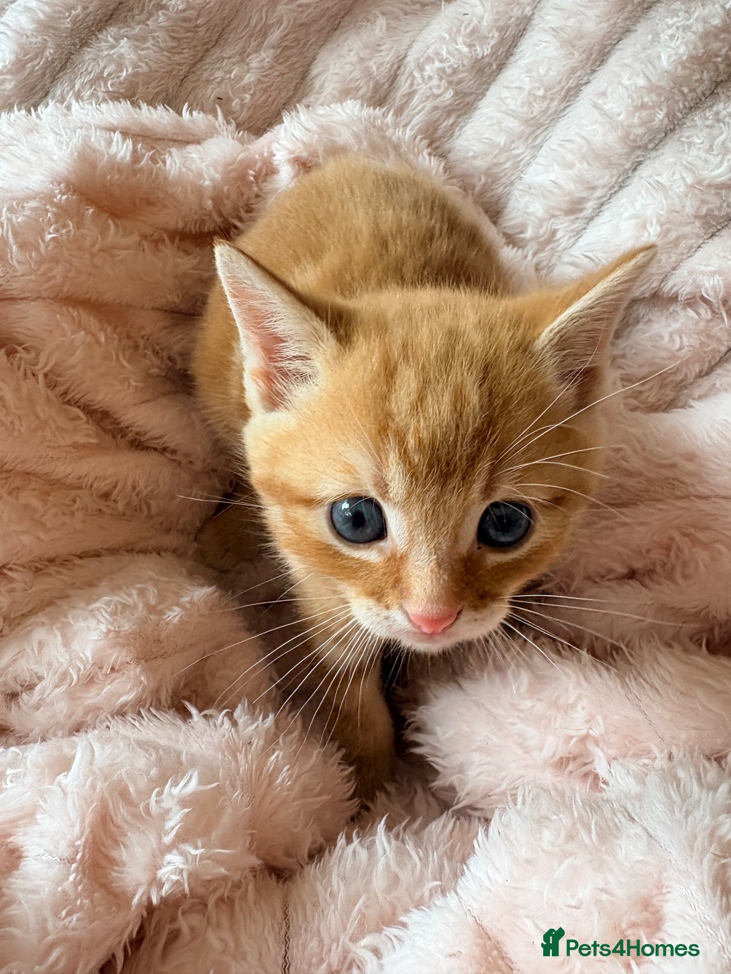 Mixed Breed cats Beautiful Ginger Kittens  - Advert 6