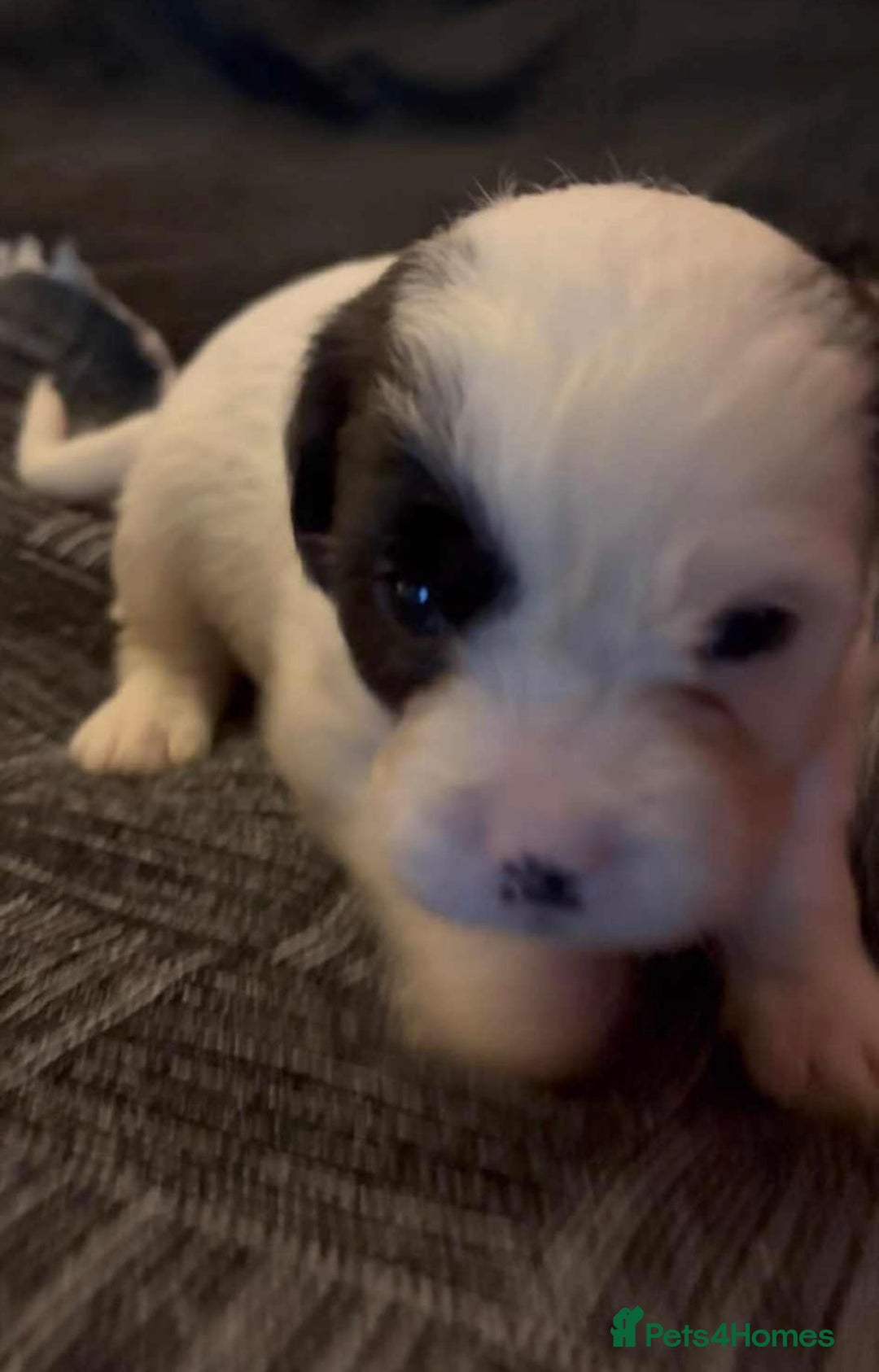 Mastiff dogs for sale: Mastiff puppies  - Image 11