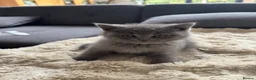 British Shorthair cats for sale: 5 British Shorthair Kittens 🐈‍⬛  - Advert 24