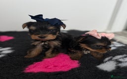 Yorkshire Terrier dogs for sale: Yorkshire Terrier Puppy 5 - 6 beautiful Yorkshire terriers  - Image 38