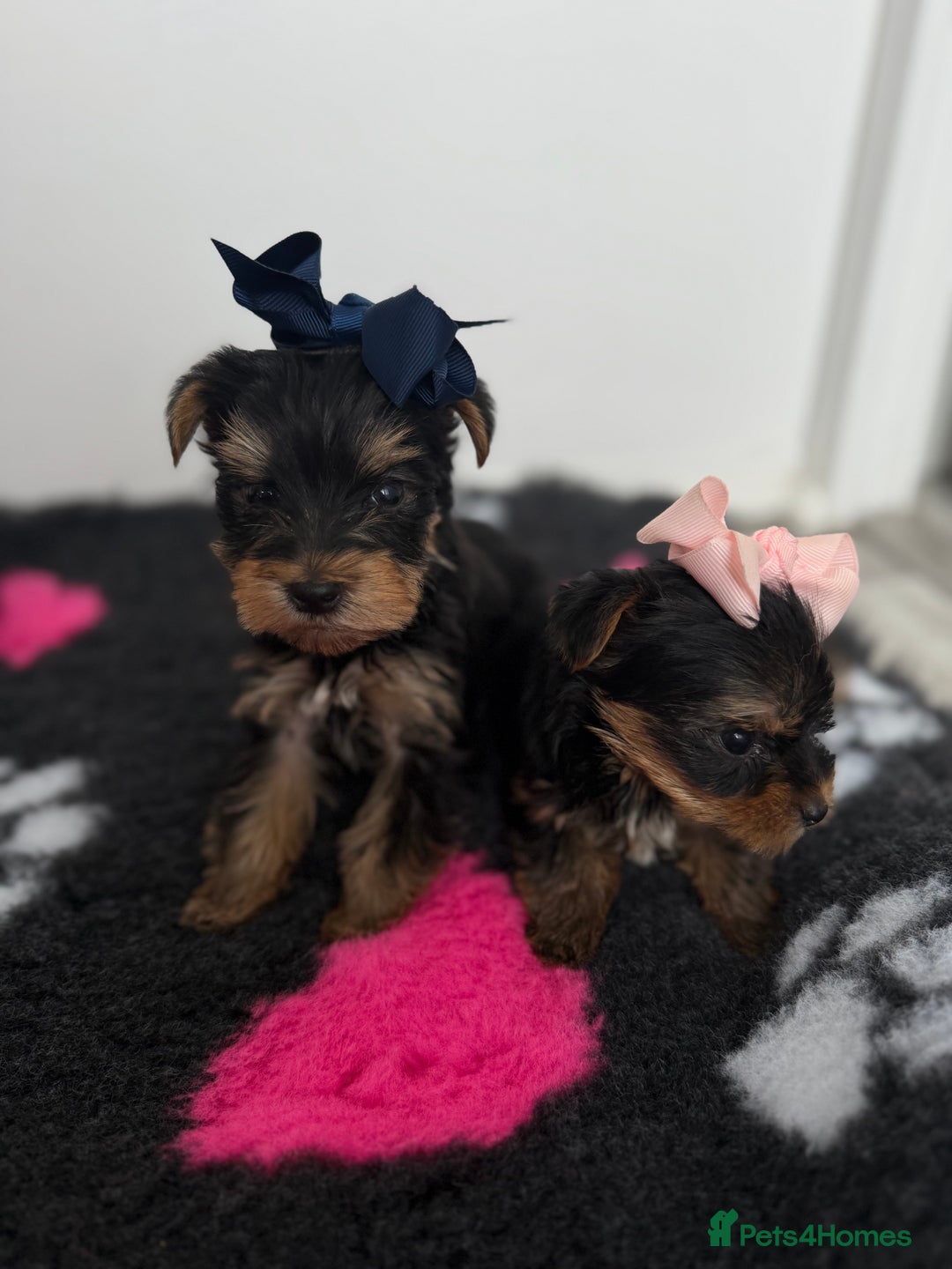 Yorkshire Terrier dogs for sale: Yorkshire Terrier Puppy 5 - 6 beautiful Yorkshire terriers  - Image 38
