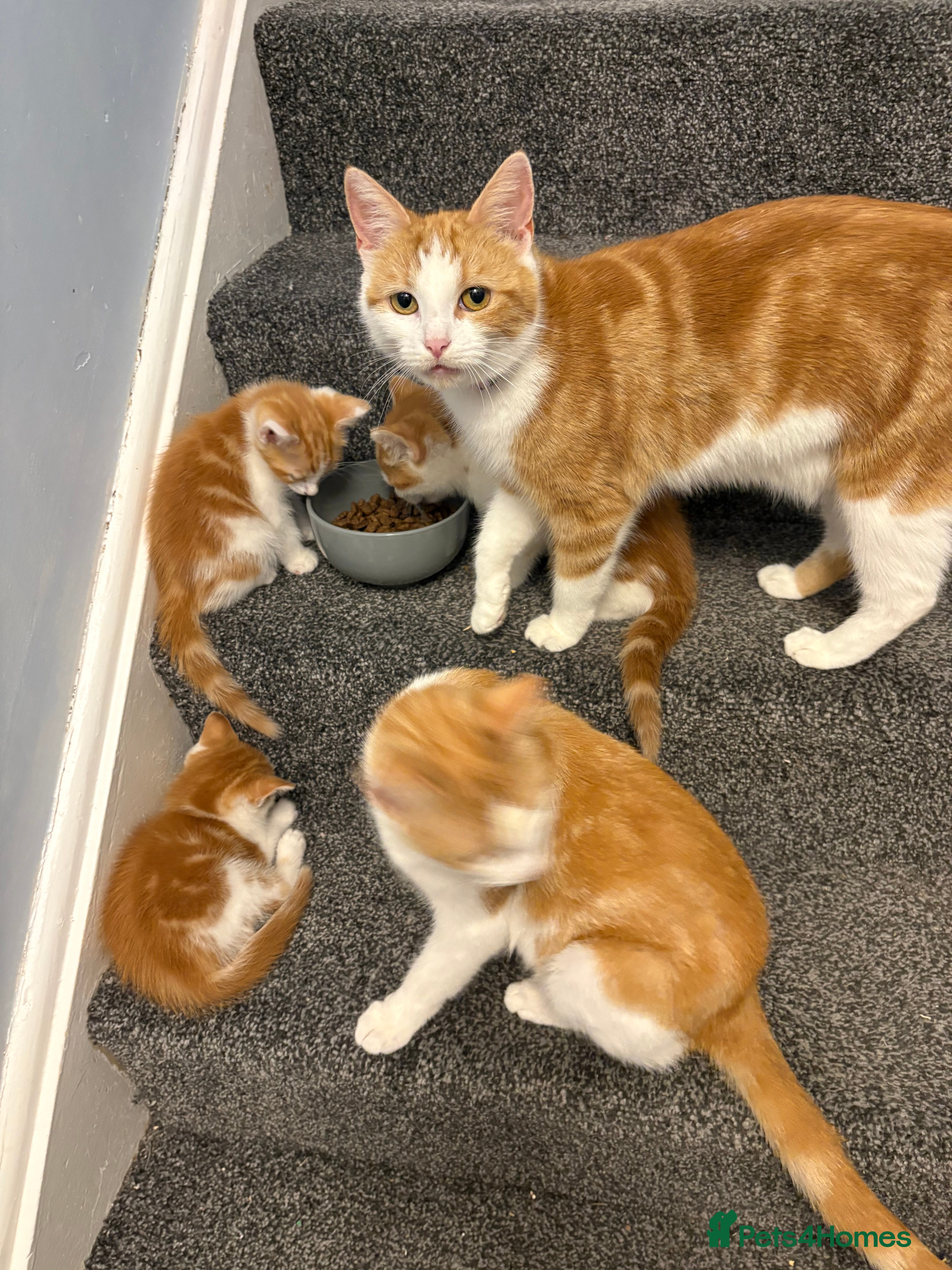 Mixed Breed cats 4 male kittens - Advert 1