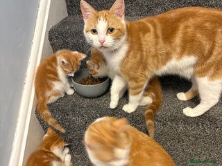 Mixed Breed cats 4 male kittens - Advert 1