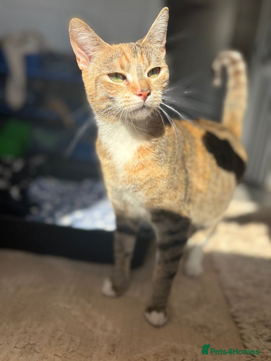 Mixed Breed cats for sale: Kittens - Advert 1