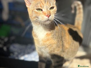 Mixed Breed cats Kittens - Advert 4