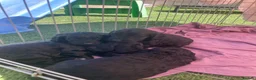 Cockapoo dogs for sale: F1 Cockapoos in Caerphilly - Advert 7