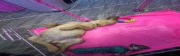 Labrador Retriever dogs for sale: Beautiful female Labrador puppy - last one left - Advert 10