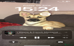 Mixed Breed dogs for sale: Make husky x - Image 4