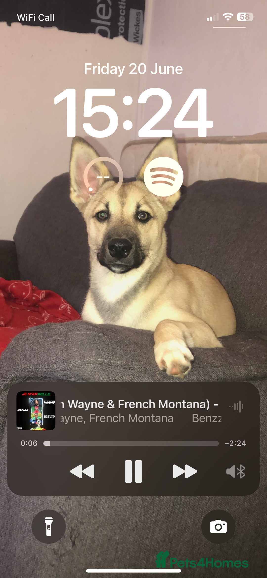 Mixed Breed dogs for sale: Make husky x - Image 4