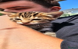 Bengal cats for sale: Beautiful Bengal cross kittens for sale - Image 12