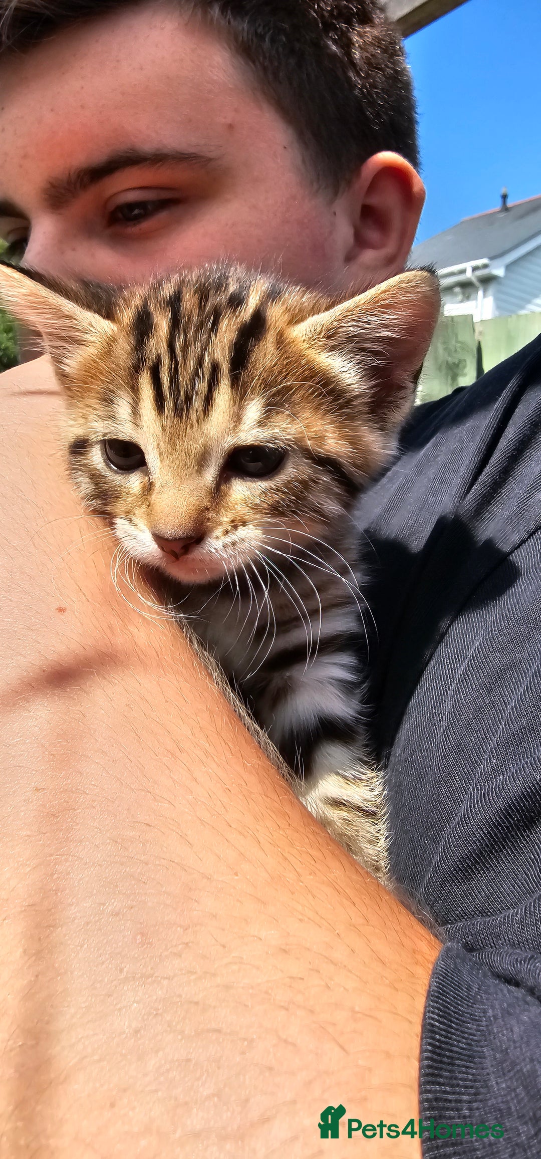 Bengal cats for sale: Beautiful Bengal cross kittens for sale - Image 12
