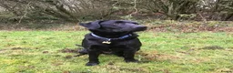 Labrador Retriever dogs for stud: Five Gen Pedigree Labrador for Stud - Advert 9