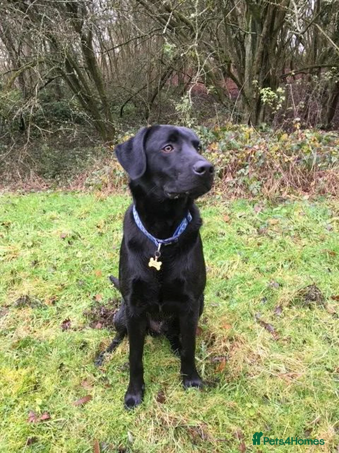Labrador Retriever dogs for stud: Five Gen Pedigree Labrador for Stud - Advert 9
