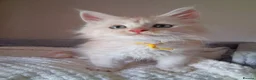 Maine Coon cats for sale: TICA Reg Maine Coon Kittens. Cream. Red. Tortie  - Advert 11