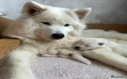 Samoyed dogs for sale: Samoyed Puppies — Ready to Reserve Now! - Image 2