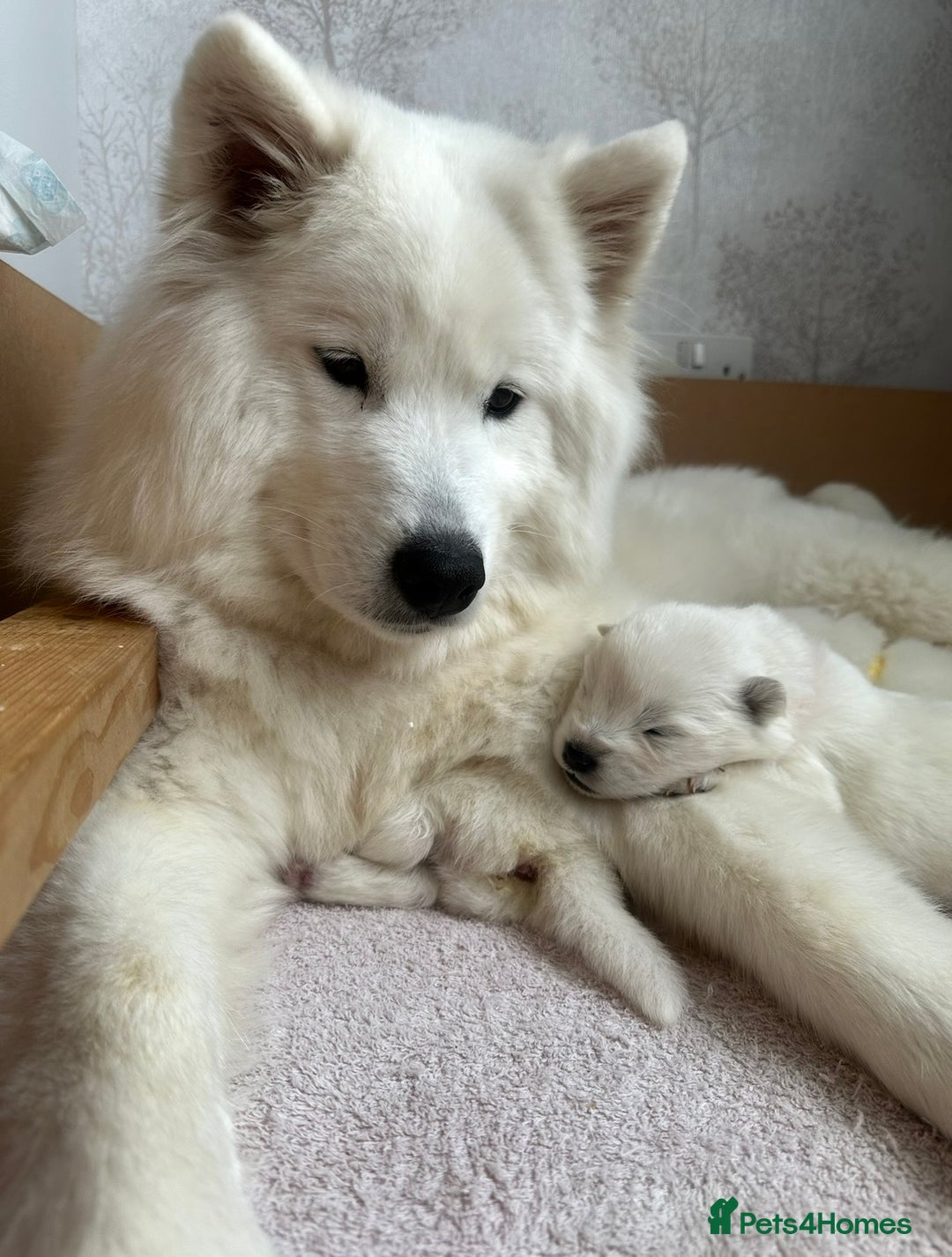 Samoyed dogs for sale: Samoyed Puppies — Ready to Reserve Now! - Image 2