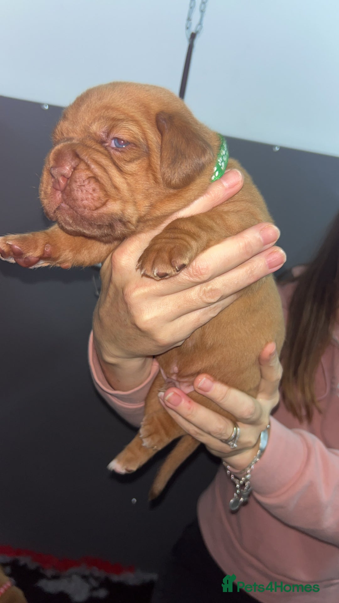 Dogue De Bordeaux dogs for sale: Chunky kc registered dogue de Bordeaux puppies - Advert 12