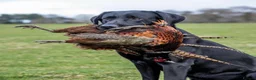 Labrador Retriever dogs for sale: KC + Health Checked Yellow Bitch Pup - Advert 6