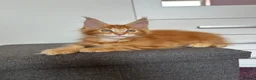 Maine Coon cats for sale: ✨5 GCCF Pure bred MC kittens  - Advert 15
