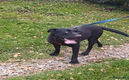 Mixed Breed dogs for adoption: 💖🐶 NICOL 🐶💖 - Image 2