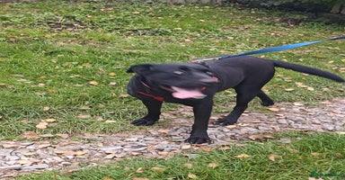 Mixed Breed dogs - Advert 3