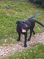 Mixed Breed dogs 💖🐶 NICOL-2–3-year-old Labrador cross girl 🐶💖 - Advert 5