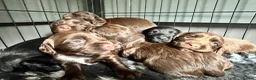 Cocker Spaniel dogs for sale: Fully Health tested kc registered working cocker  - Advert 6