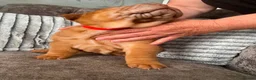 Shar Pei dogs for sale: 7 WEEKS Beautiful KC Registered Shar Pei Puppies - Advert 9