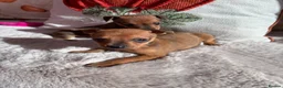 Miniature Pinscher dogs for sale: 2 Merle miniature pincher puppy’s left 💙💙 - Advert 4