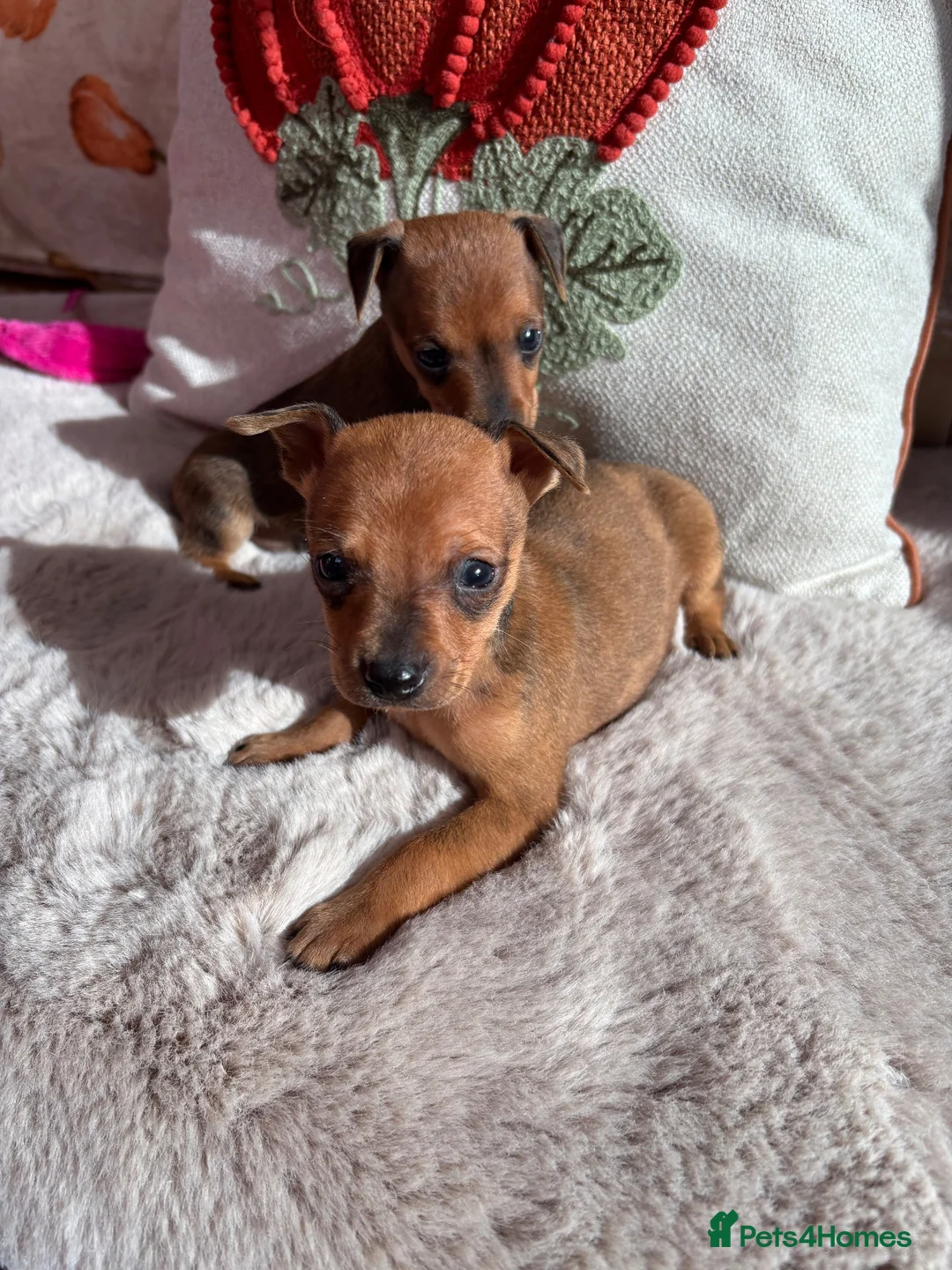Miniature Pinscher dogs for sale: 2 Merle miniature pincher puppy’s💙💙 - Advert 1