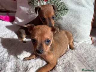 Miniature Pinscher dogs 2 Merle miniature pincher puppy’s💙💙 - Advert 8
