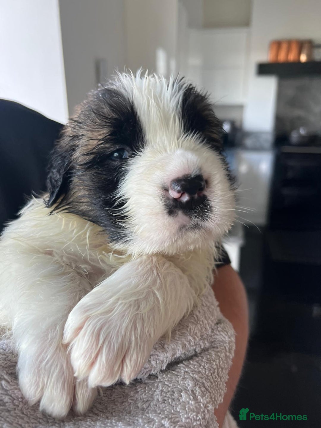 Saint Bernard dogs for sale: KC Registered St. Bernards For Sale! - Image 10