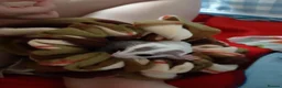 Sugar Glider rodents for sale: Sugar gliders in Salford - Advert 16