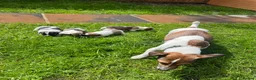Jack Russell dogs for sale: Jack Russell Terrier 4 pedigree puppies in Newcastle upon Tyne - Advert 4