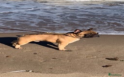 French Bulldog dogs for stud: Mani standard red silver fbce RFG 1  in Edinburgh - Image 2